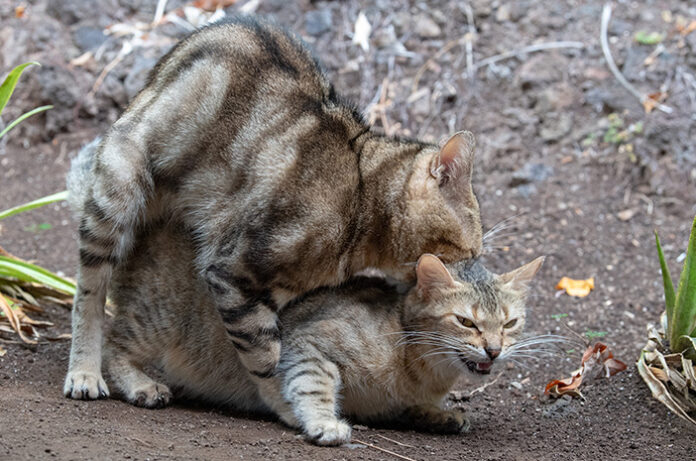 Kucing Kawin: Proses, Tanda-Tanda, Usia Ideal, dan Cara Merawat Setelah Kawin